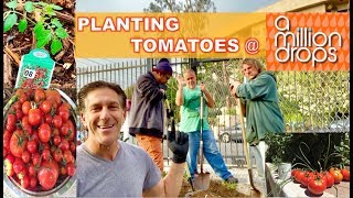 Tomato Growing Tips  A Million Drops  At Risk Youth amp Homeless Shelter Los Angeles [upl. by Kilbride]