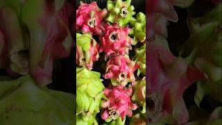 Dragon fruit west Bengal kolkata [upl. by Nailil]