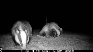 19th August 2024 Badgers Boris and Mabel [upl. by Lolita779]