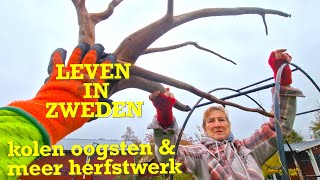 LEVEN IN ZWEDEN kolen oogsten amp ander herfstwerk [upl. by Egan]