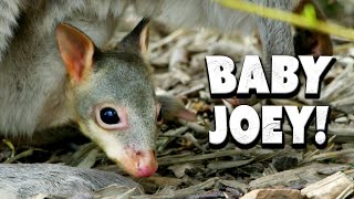 Peak this Baby Pademelon  The Secret Life of the Zoo  Nature Bites [upl. by Namso]