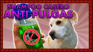 Shampoo casero anti pulgas y piel sensible Fórmula natural y efectiva [upl. by Dranrev]