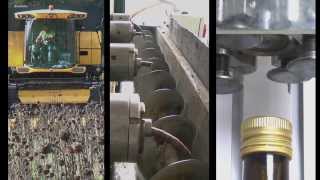 Torre Colombaia  Organic Sunflower Seed Oil  How its Made [upl. by Rivera]