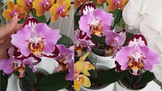 Орхидея Phalaenopsis Fangmei Black Piano 💗 Орхидеи бабочки🦋 [upl. by Adnalra]