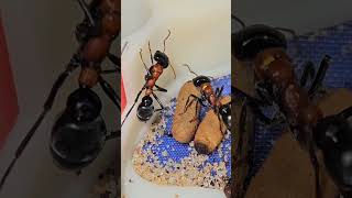 Myrmecia nobilis update [upl. by Seidule]