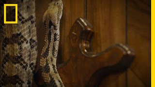 Massive Timber Rattler  Snake Salvation [upl. by Anyahc506]