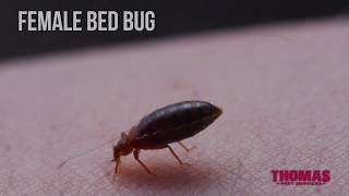 How To Get Rid of Bed Bugs Guaranteed 4 Easy Steps [upl. by Iorgo]