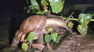 Snail 🐌🐌wormery insects wormhole wormfarm [upl. by Christoph]