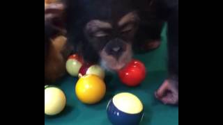 Baby chimpanzee playing pool [upl. by Thacher]