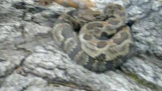 Wild Timber Rattlesnake found in Pennsylvania Read Description [upl. by Fairleigh333]