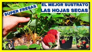 EL MEJOR SUSTRATO para FRESAS o FRUTILLAS las HOJAS SECAS para súper plantas  Gio de la Rosa [upl. by Anaic13]