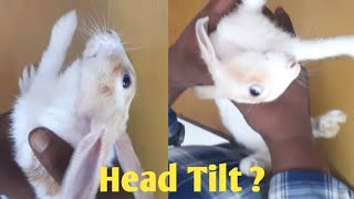 Head Tilt in Rabbit  Why  How  What to do  By Dr SkMishra Vet [upl. by Ajroj291]