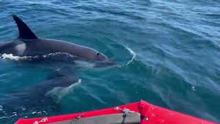 Pod of Orcas Attack and Disable Boat [upl. by Aehta]