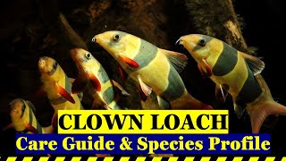 Clown Loach Care Guide [upl. by Perot369]