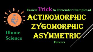 MnemonicTrick for Actinomorphic Zygomorphic amp Asymmetric Flowers  Symmetry of Flowers [upl. by Ahsille559]