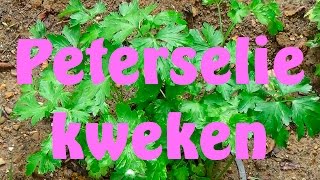 Peterselie kweken [upl. by Maureen]