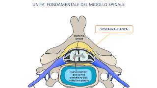 18 Midollo spinale metameri e cauda equina [upl. by Butch352]