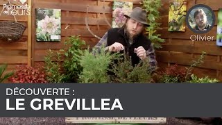 Découverte  Le grevillea [upl. by Meagher]