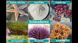 phylum echinodermata diagrambiologyvedio zoologyyoutube vedio [upl. by Yecad]