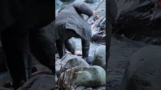 Returning a huge alive salmon caught by fishingI ❤️ salmon fishing Vedder river Canada 🇨🇦 26 [upl. by Etteiram649]