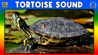 🐢 TORTOISE SOUND  TORTOISE SOUND EFFECT  SOUND OF TORTOISE  NOISE OF TORTOISE [upl. by Syramad651]