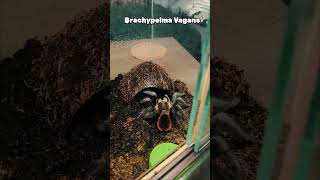 bigspider spider brachypelma vagans teraristika terarium short drama atack [upl. by Fidela]