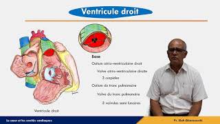 Le cœur  Ventricule droit [upl. by Ilenna]