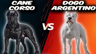 Cane Corso VS Dogo ArgentinoComparison [upl. by Ylak]