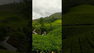 Gods own country Kerala Munnar nature song beautiful shorts Please🙏 subscribe [upl. by Ahsiekan566]