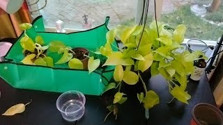 Propagating Neon Pothos Simple water and dirt propagation [upl. by Lig]