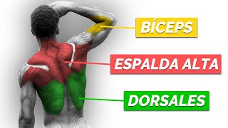 Rutina INTELIGENTE de ESPALDA y BÍCEPS de CALISTENIA [upl. by Angus986]