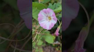 Calystegia sepium Presquile flowers [upl. by Harmony]