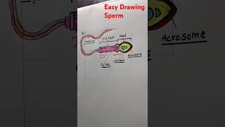 How to Draw Sperm ll Structure of Sperm ll [upl. by Artur742]