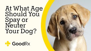 At What Age Should You Spay or Neuter Your Dog  GoodRx [upl. by Karlise]