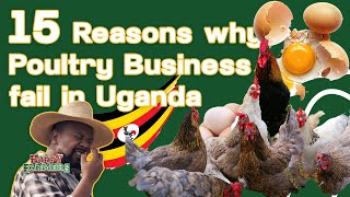 15 REASONS WHY POULTRY BUSINESSES FAIL IN UGANDA A MUST WATCHivankimulikigozi happyfarmersug [upl. by Tindall995]