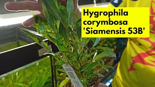 Hygrophila corymbosa Siamensis 53B  Ενυδρειακά φυτά 101 [upl. by Bridgid498]