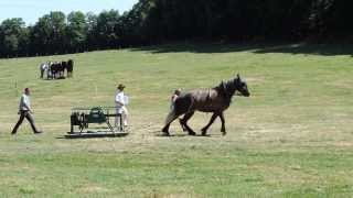 Percheron  Concours de Traction  Le Grand Lucé 2013 [upl. by Ilsa]