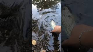 Crappie slams greenblack Trout magnet Shimano Naxave  St Croix Triumph ultralight [upl. by Eremehc]