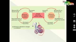 Ventilation Perfusion Coupling [upl. by Glory164]