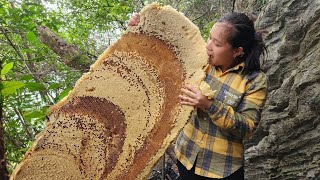 Harvesting Honey Bee Hive From Mountain Goes Market Sell  Lý Thị Ca [upl. by Crenshaw361]