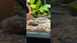 Apistogramma Trifasciatafish apistogramma fishing nature fishbreeding fishfarming freshwater [upl. by Reidar]