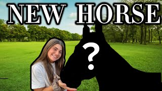 NEW EVENTING HORSE  IVE BEEN KEEPING A SECRET [upl. by Niveg]