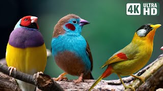 Magnificent Birds  Stunning Nature  Stress Relief  Relaxing Birds Sound  Soothing Birds Chirping [upl. by Trebbor301]