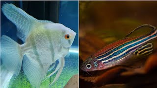 Can Zebra danio and angelfish live together can angelfish and zebra fish share the same aquarium [upl. by Ijies]