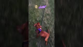 Training our vizsla puppy to come [upl. by Eelloh]