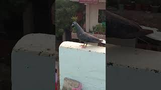 NASAL HONI CHAHIYE PAAL TO HAR KOI LETA HAI KABUTAR trading pigeon kabutor bird vairalvideo 1k [upl. by Eical398]