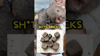 Wombat’s Literally Sht Bricks😭 [upl. by Alleb]