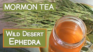 Mormon Tea 6 Folk Traditions Using Wild Ephedra [upl. by Letram]