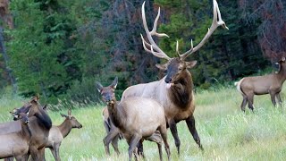 Elk Rut with Lots of Bugling and Aggressive Bull Guarding his Canadian Rockies Harem [upl. by Notnel934]