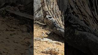 Egyptian spiny tailed lizard lizard reptiles gulflife1 shorts [upl. by Prospero]